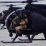 160th Special Operations Aviation Regiment (Night Stalkers - 160th SOAR)