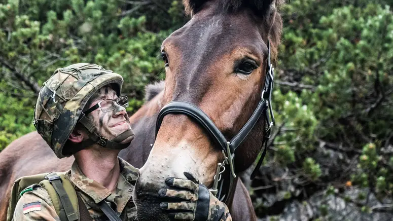 Member of the German Mountain Infantry Brigade stands next to a mule while on exercise Mountain Lion in the Alps. 