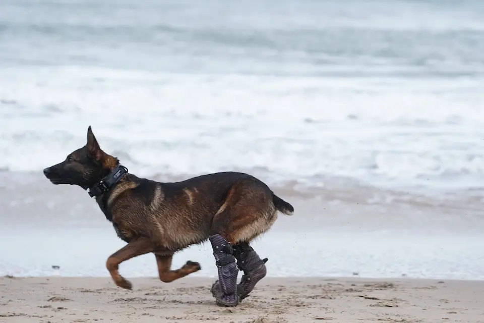 Kuno underwent extensive rehabilitation under the watchful eye of Army vets and is fitted with prosthetics that allow him to run and play