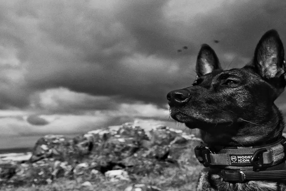 UK Military Dog to Receive PDSA Dickin Medal After Tackling Al Qaeda Insurgents