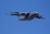 China's Y-20 Transport Aircraft Flying with Indigenous Engine
