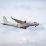 Airbus C295 Technology Demonstrator of European Clean Sky 2 (CS2) Makes Its Maiden Flight