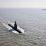 Indian Navy’s 5th Kalvari-class Diesel-electric Attack Submarine Vagir (S25) Begins Sea Trials